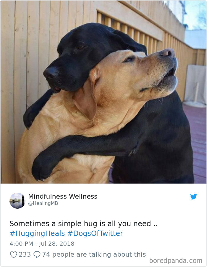 Hilarious-Dog-Tweets