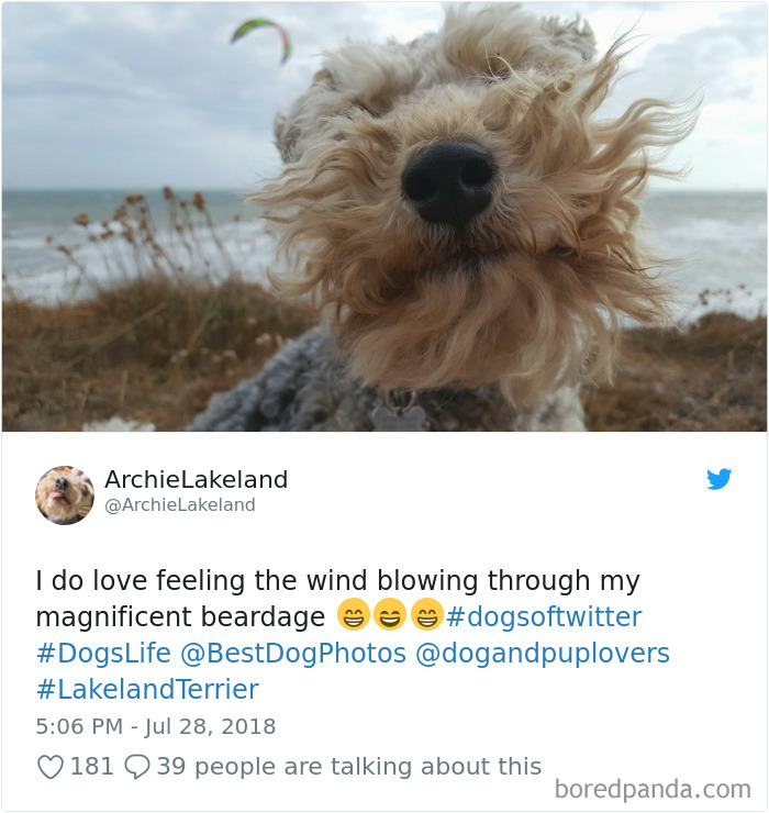 Hilarious-Dog-Tweets