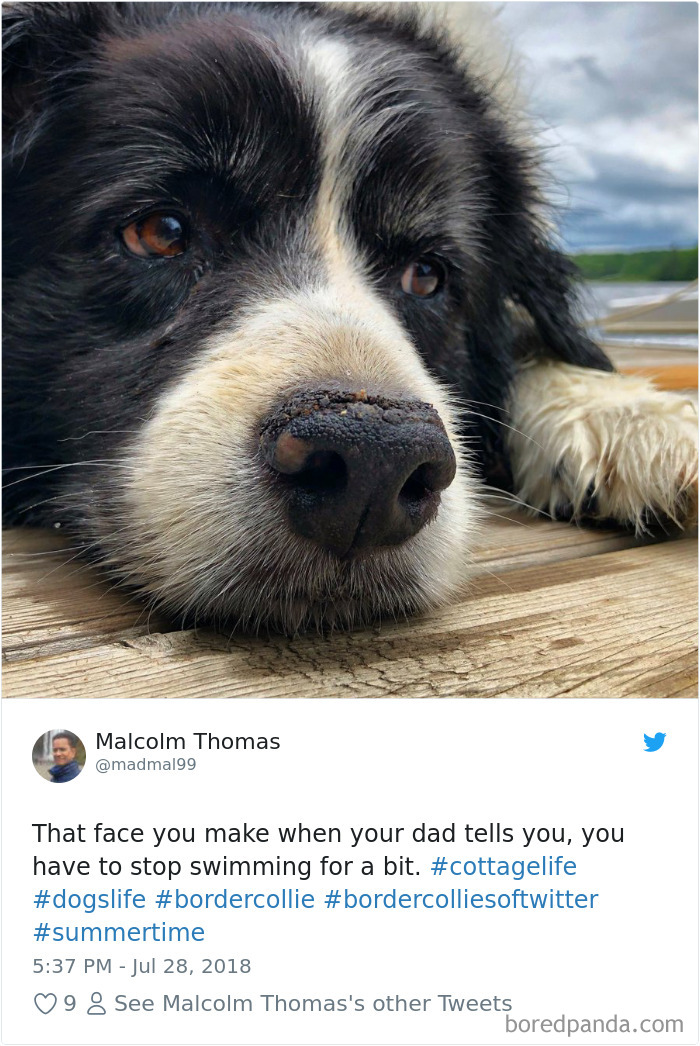 Hilarious-Dog-Tweets