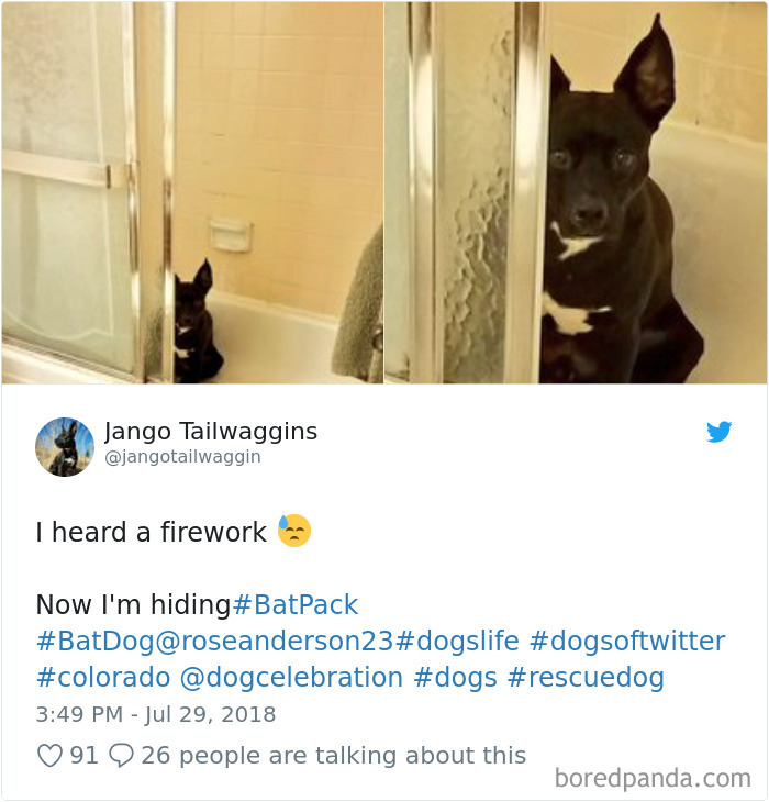 Hilarious-Dog-Tweets