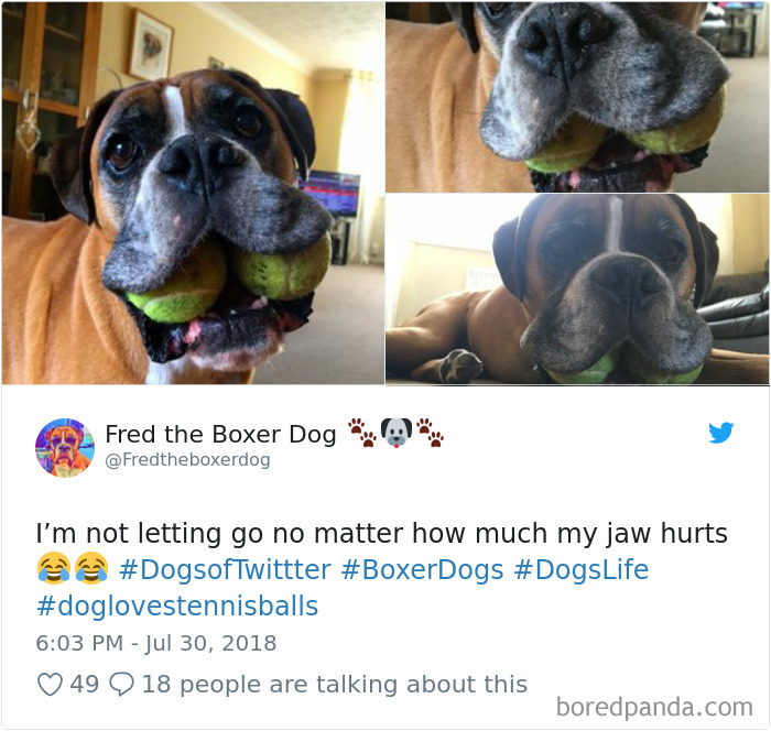 Hilarious-Dog-Tweets