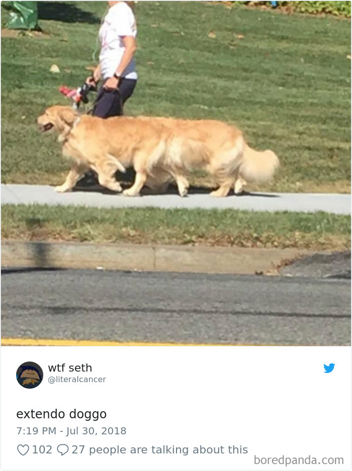 Hilarious-Dog-Tweets