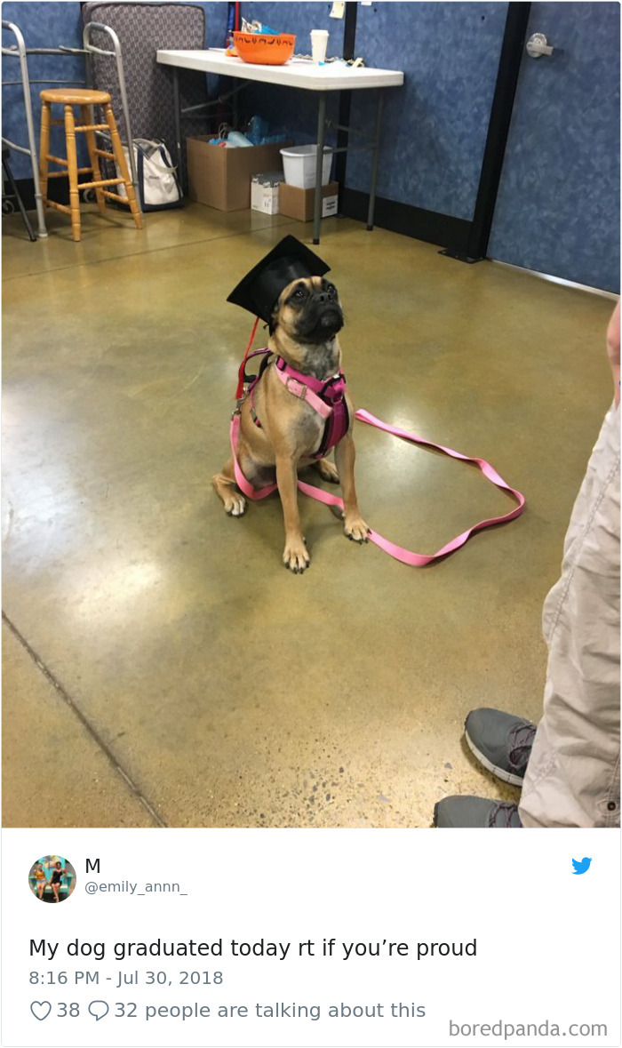 Hilarious-Dog-Tweets