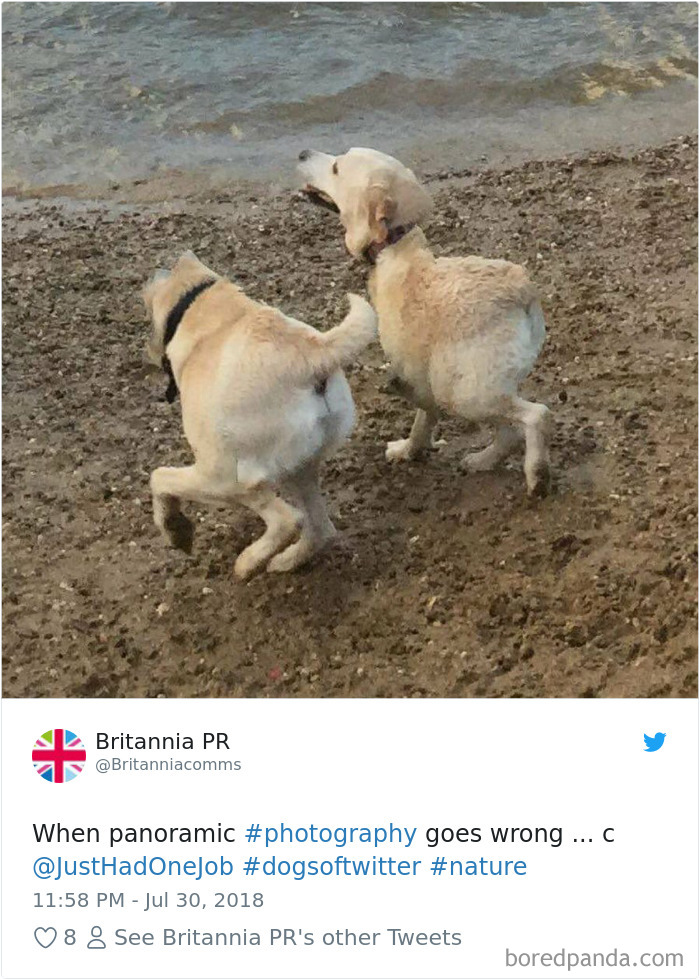 Hilarious-Dog-Tweets