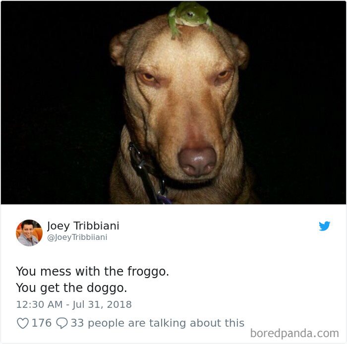 Hilarious-Dog-Tweets