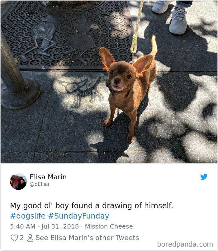 Hilarious-Dog-Tweets