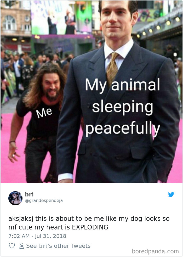 Hilarious-Dog-Tweets