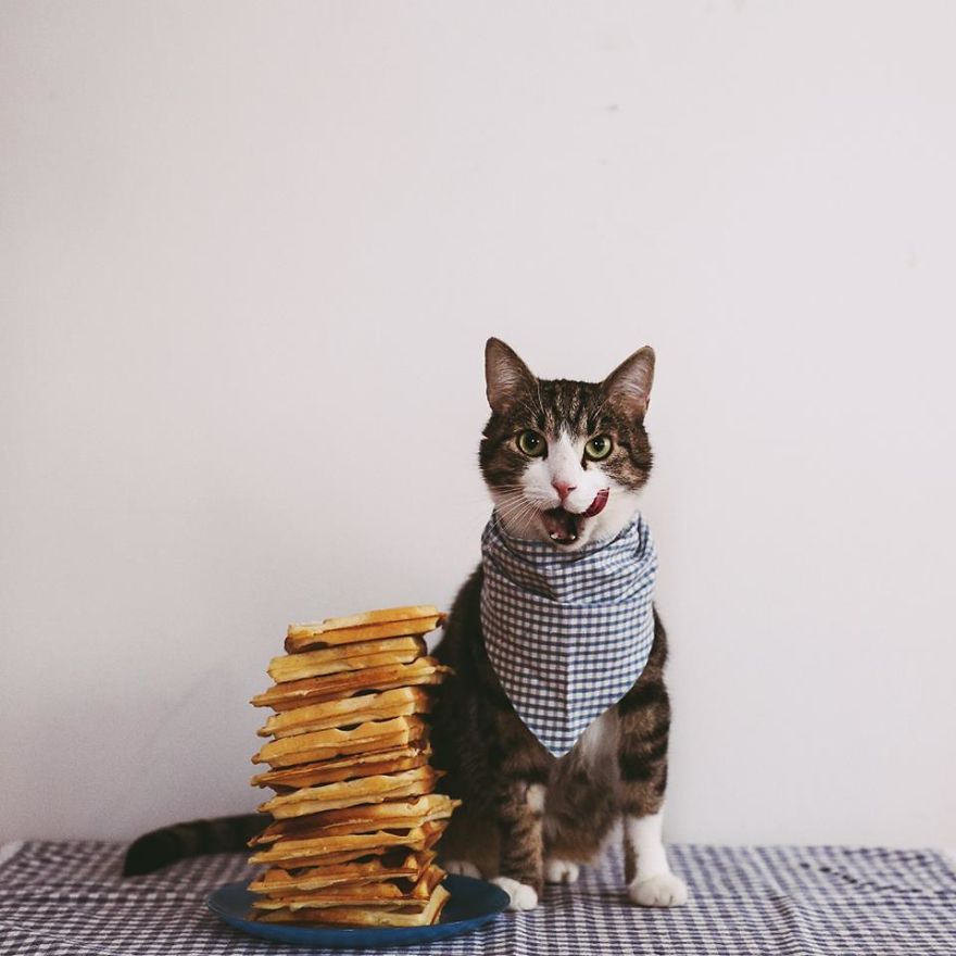 My Private Cats' Models!