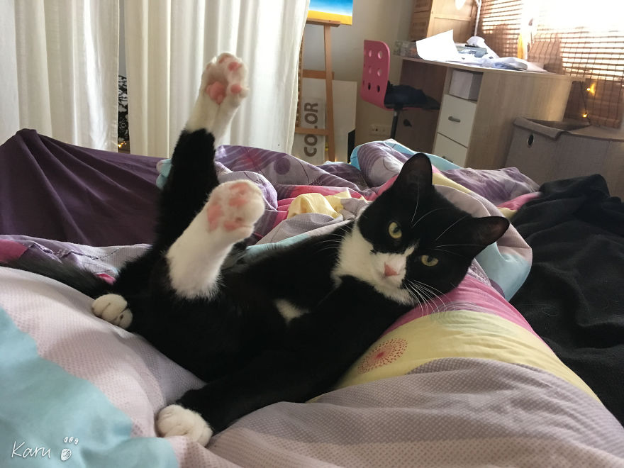 Cat With 100 Faces Cat With 100 Faces