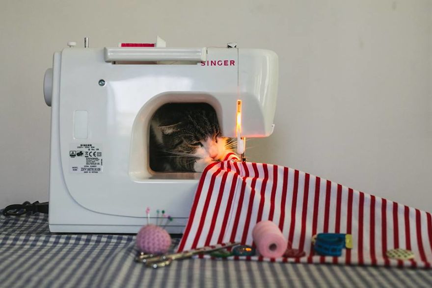 My Private Cats' Models!