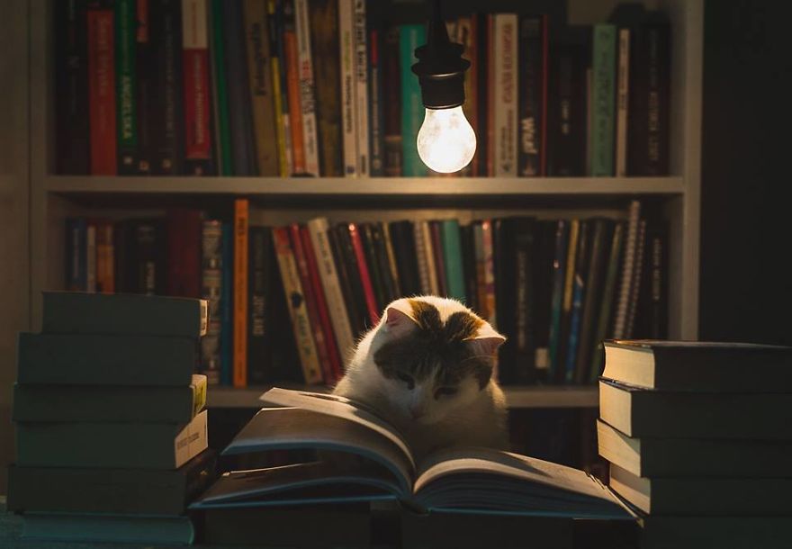 My Private Cats' Models!