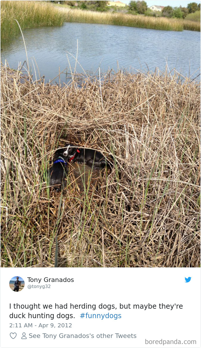 Hilarious-Dog-Tweets