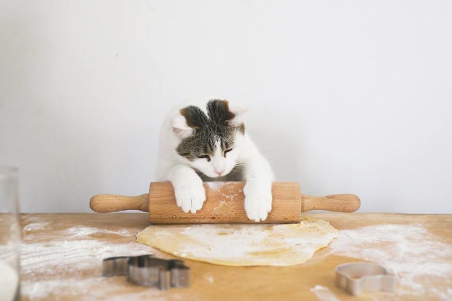 My Private Cats' Models!