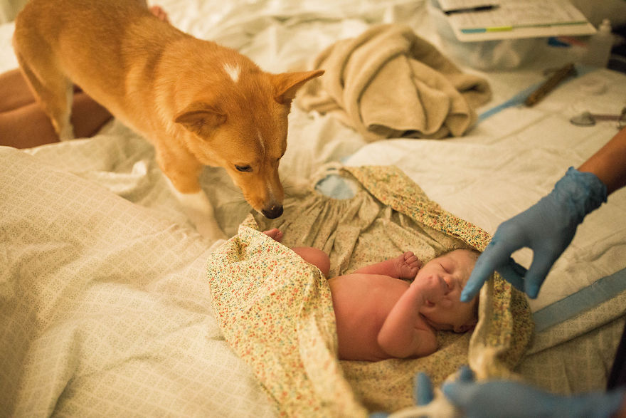 Mom Giving Birth Doesn’t Realize Her Corgi Never Leaves Her Side, Then Photographer Shows Her These Pics Mom Giving Birth Doesn’t Realize Her Corgi Never Leaves Her Side, Then Photographer Shows Her These Pics