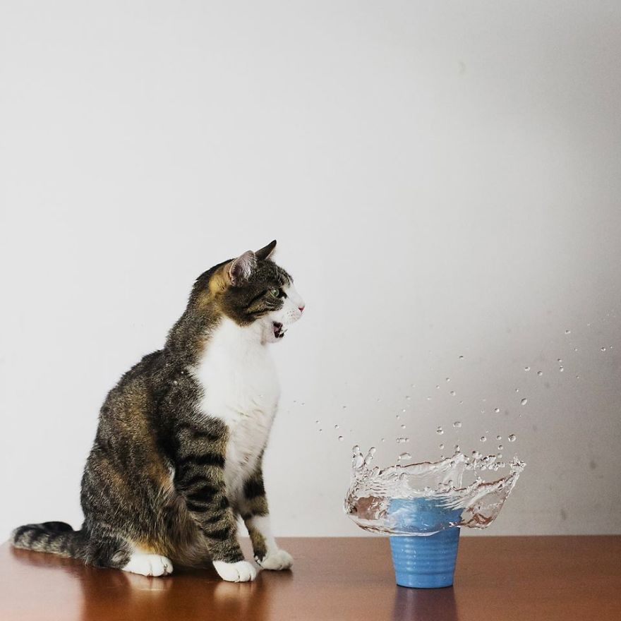 My Private Cats' Models!