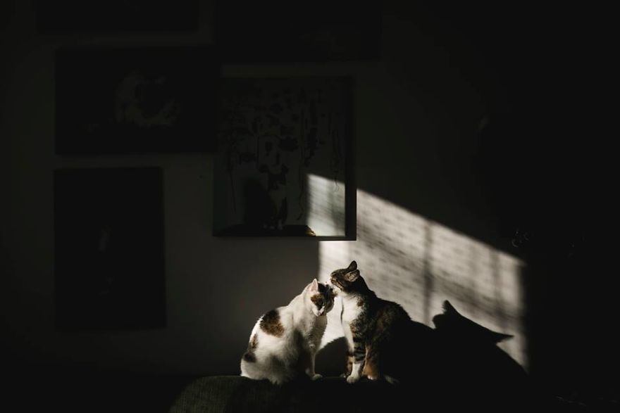 My Private Cats' Models!