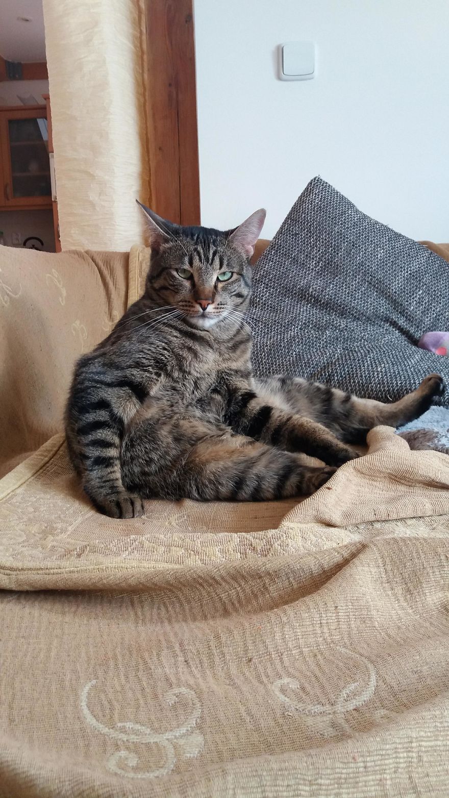 Enjoy Koulis The Cat, Sitting Like Human And Looking Good Is What He Is Best At! Enjoy Koulis The Cat, Sitting Like Human And Looking Good Is What He Is Best At!