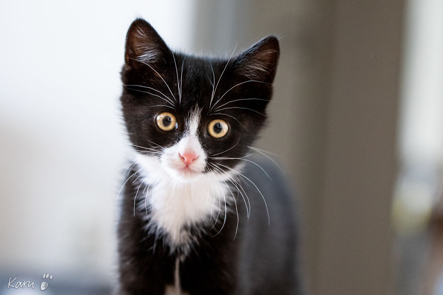 Cat With 100 Faces Cat With 100 Faces