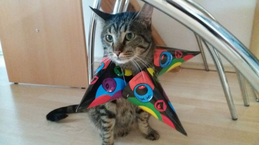 Enjoy Koulis The Cat, Sitting Like Human And Looking Good Is What He Is Best At! Enjoy Koulis The Cat, Sitting Like Human And Looking Good Is What He Is Best At!