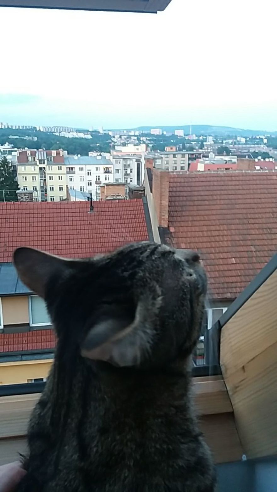 Enjoy Koulis The Cat, Sitting Like Human And Looking Good Is What He Is Best At!