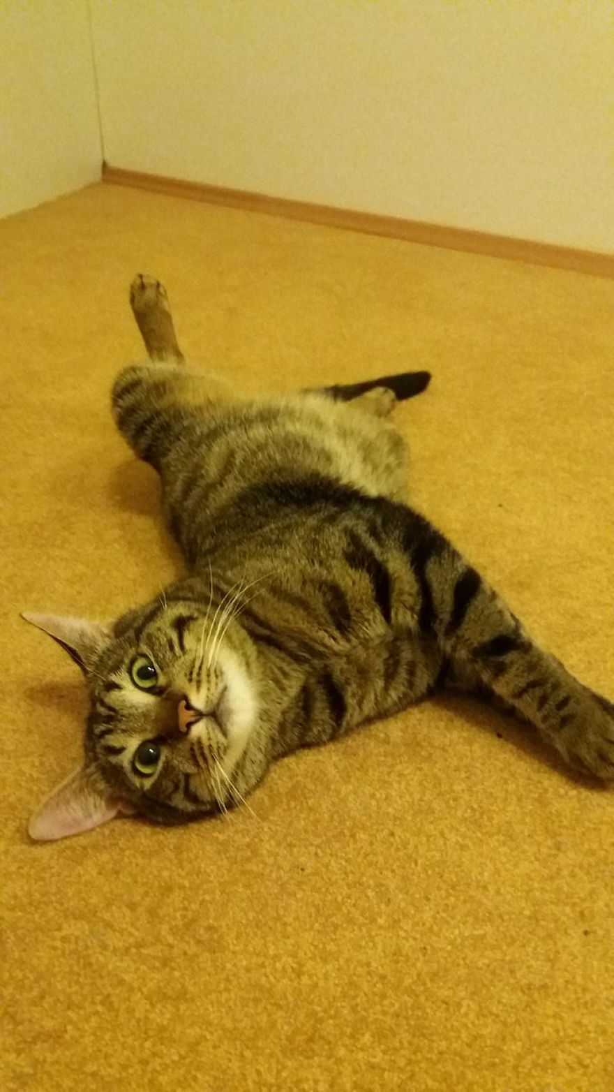 Enjoy Koulis The Cat, Sitting Like Human And Looking Good Is What He Is Best At!