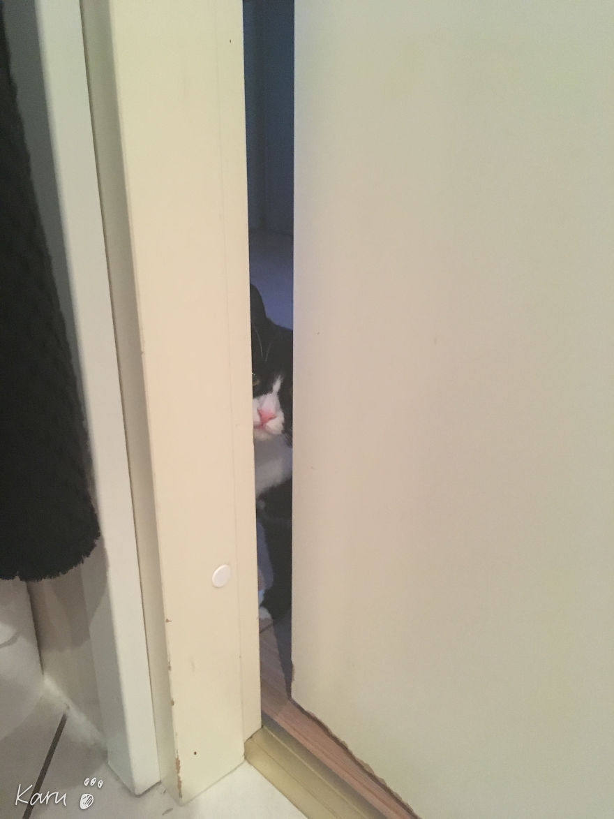 Cat With 100 Faces Cat With 100 Faces