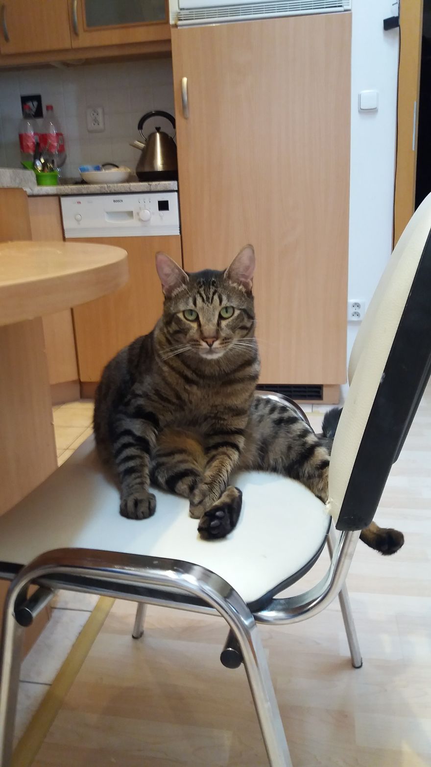 Enjoy Koulis The Cat, Sitting Like Human And Looking Good Is What He Is Best At! Enjoy Koulis The Cat, Sitting Like Human And Looking Good Is What He Is Best At!