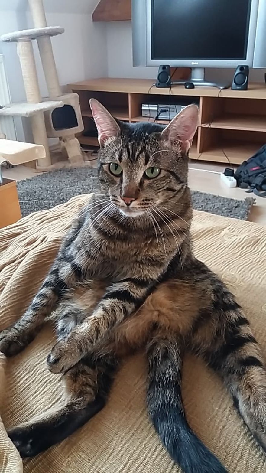 Enjoy Koulis The Cat, Sitting Like Human And Looking Good Is What He Is Best At!
