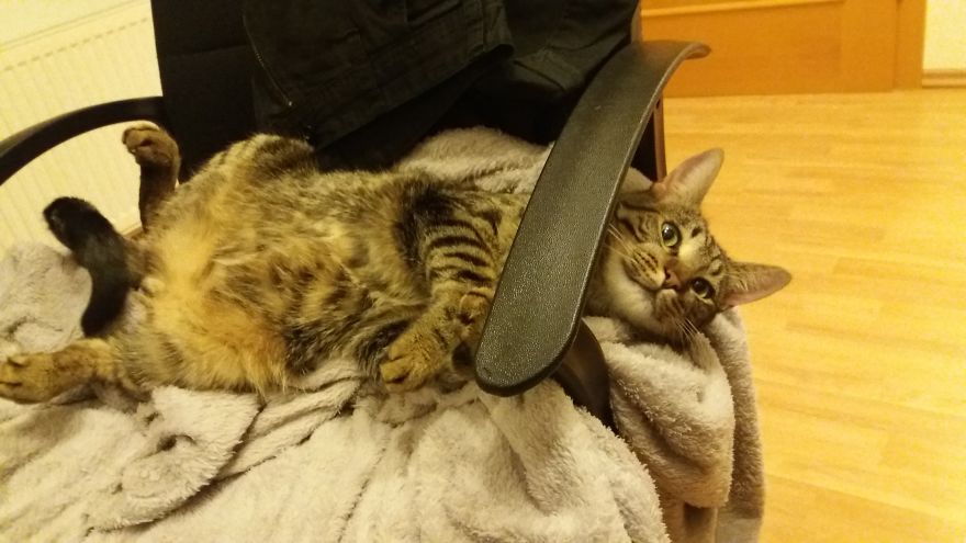 Enjoy Koulis The Cat, Sitting Like Human And Looking Good Is What He Is Best At! Enjoy Koulis The Cat, Sitting Like Human And Looking Good Is What He Is Best At!