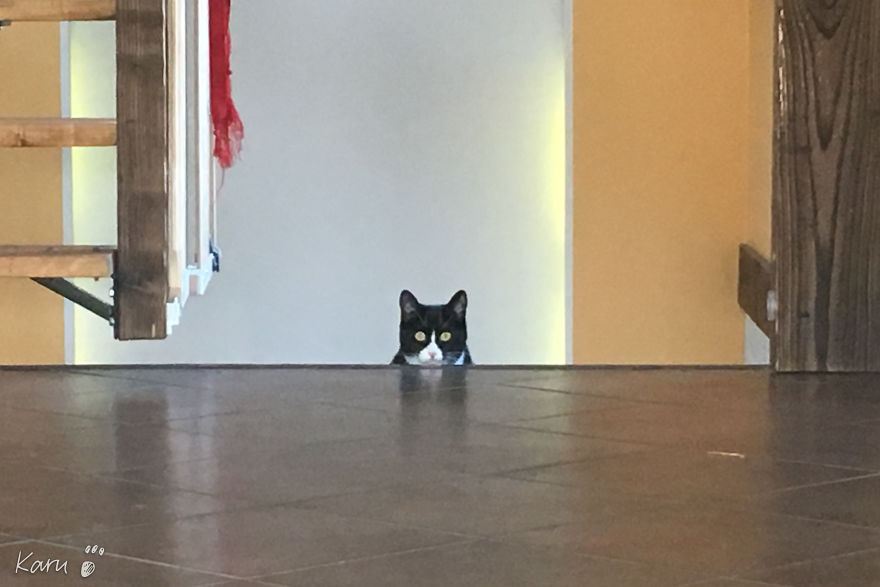 Cat With 100 Faces Cat With 100 Faces