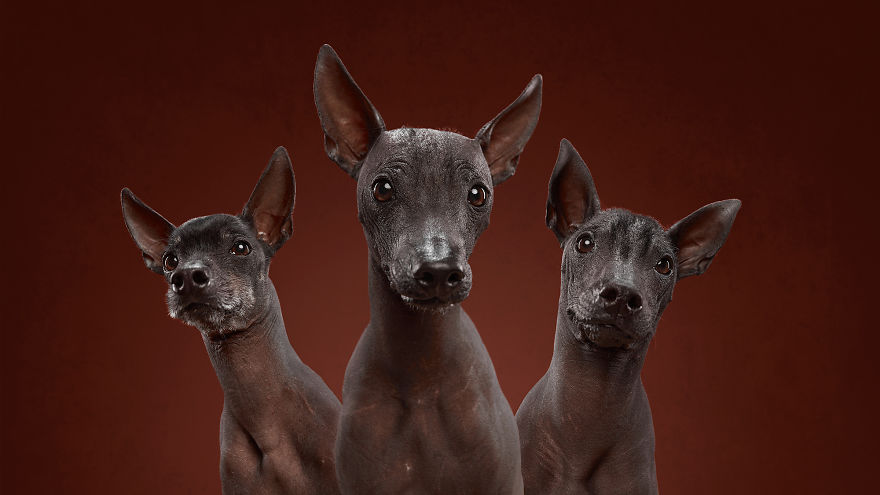 Three Xoloitzcuintli dogs with expressive faces against a brown background, showcasing distinctive dog breeds.