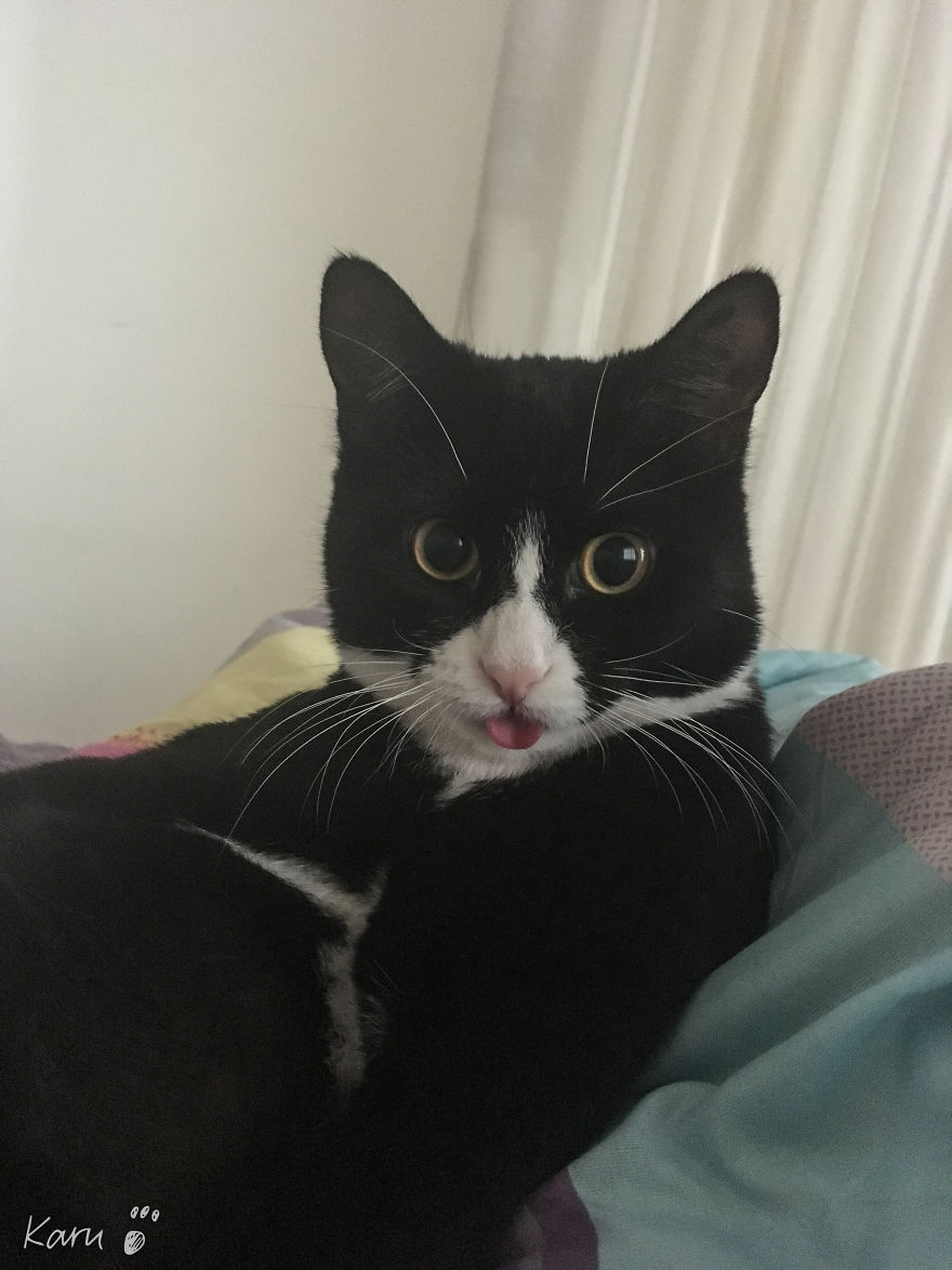 Cat With 100 Faces Cat With 100 Faces