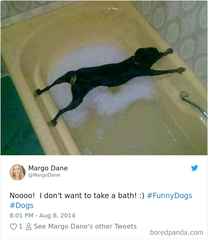 Hilarious-Dog-Tweets