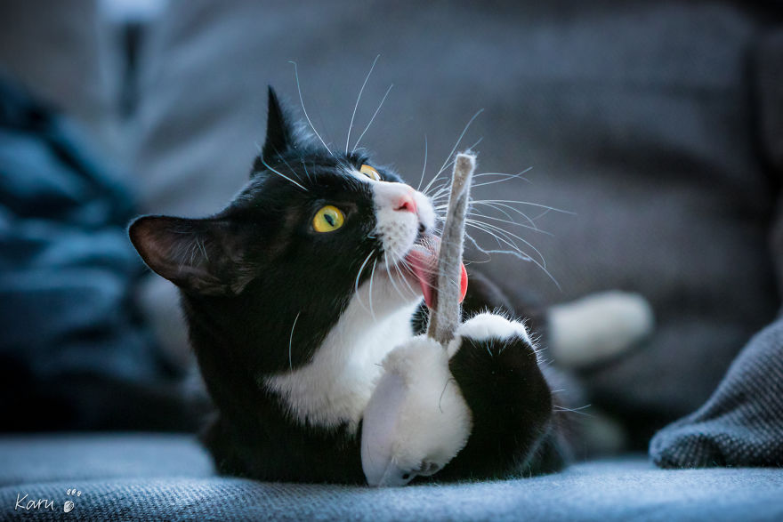 Cat With 100 Faces Cat With 100 Faces