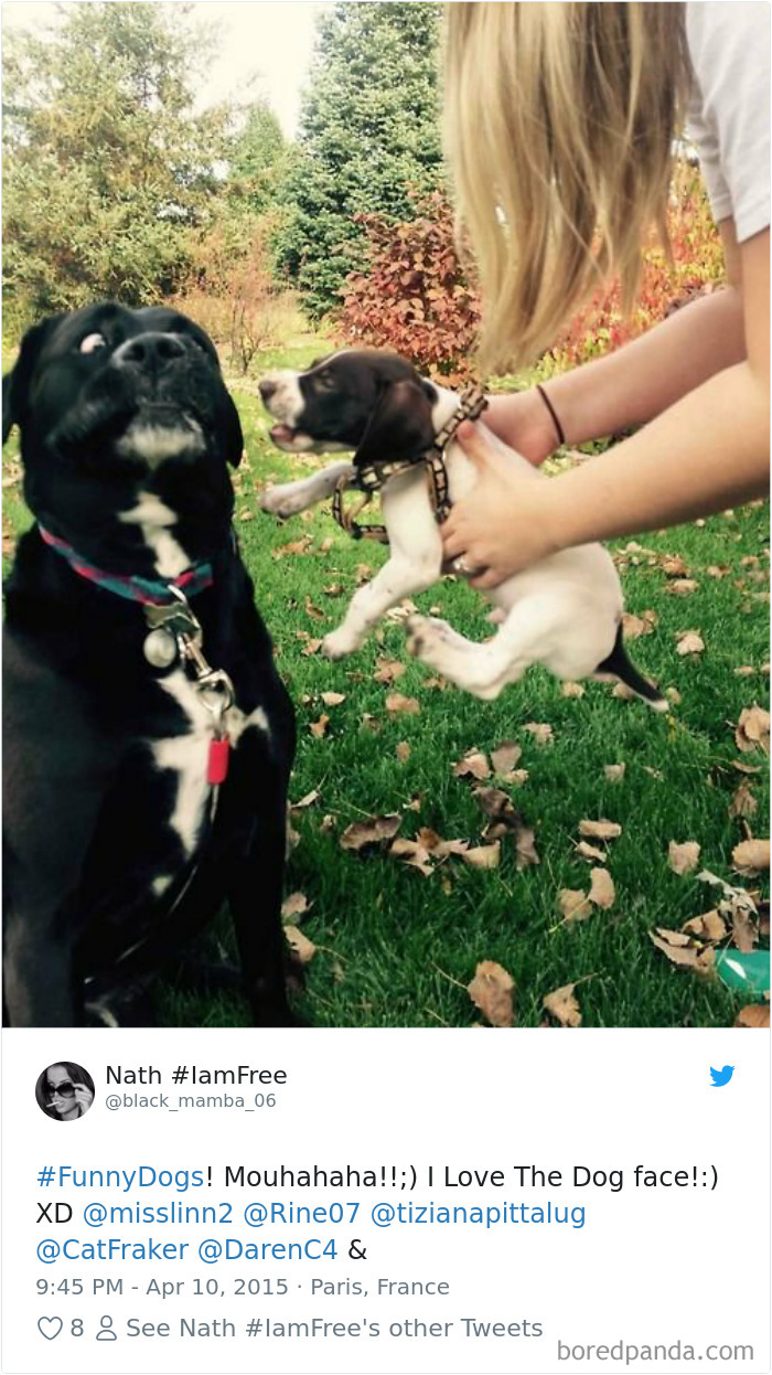 Hilarious-Dog-Tweets