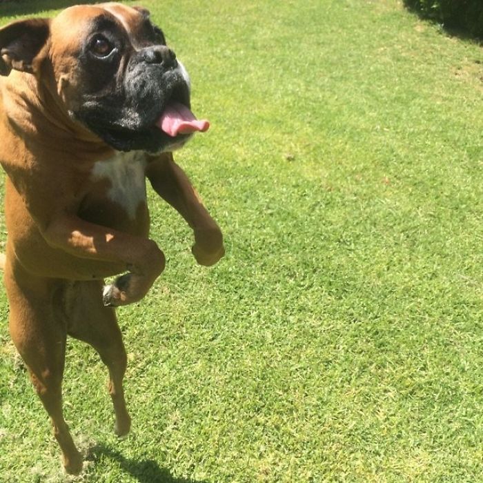 A playful Boxer dog hopping on grass with its tongue out, showcasing its weird yet adorable nature.