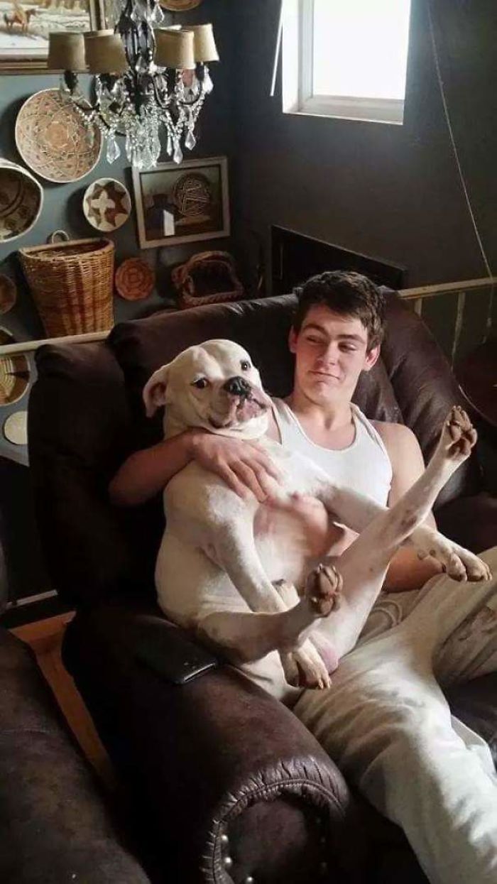 Young man cuddling a boxer dog sitting awkwardly in a cozy chair, highlighting the breed's adorable and quirky nature.