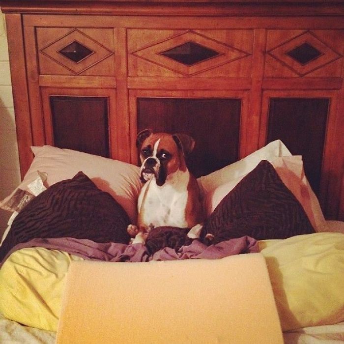 Boxer dog sitting cozily among pillows on a bed, showcasing its adorable and quirky behavior.