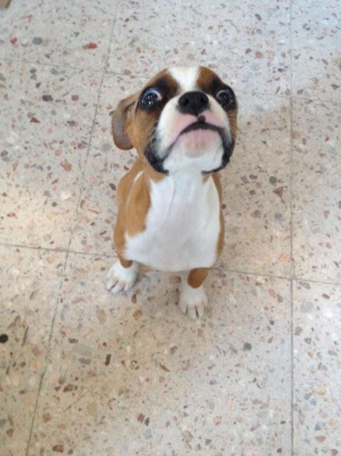 Boxer puppy with a quirky expression, looking up adorably on a tiled floor.