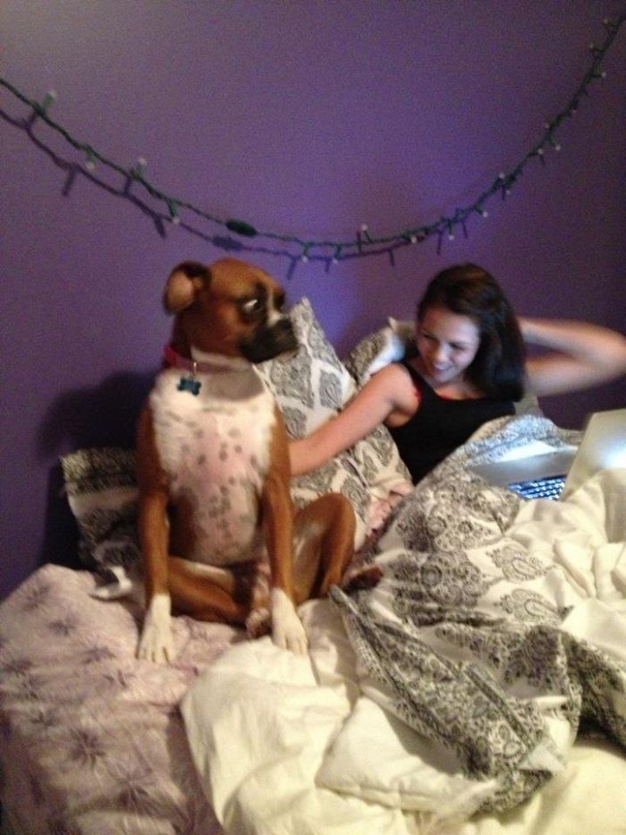 Boxer dog sitting upright on a bed beside a person, showcasing its quirky and adorable demeanor.