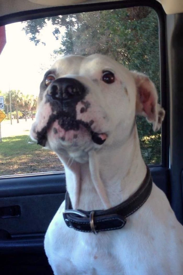 Funny boxer dog with a surprised expression, sitting in a car.