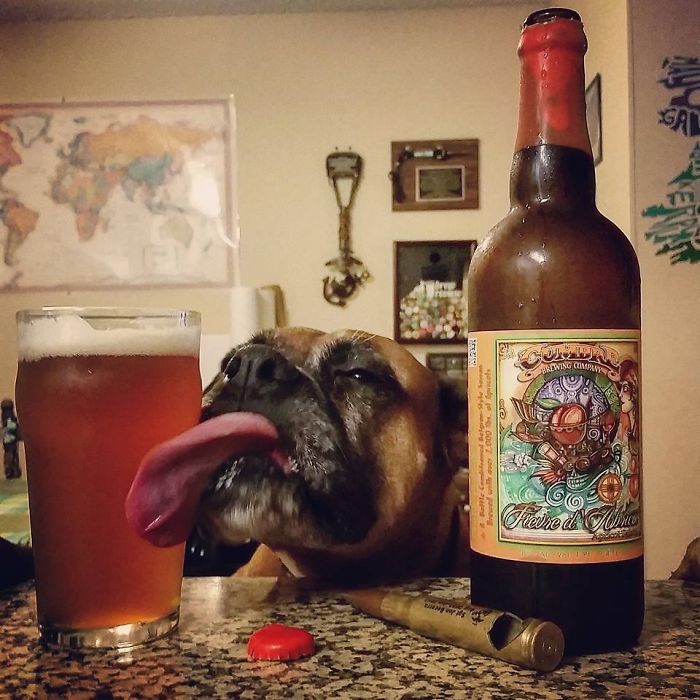 A boxer dog with its tongue out near a beer bottle and glass, looking adorable and funny.