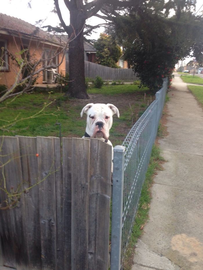 Boxer dog amusingly peeking over a wooden fence, showcasing its adorable and quirky nature.