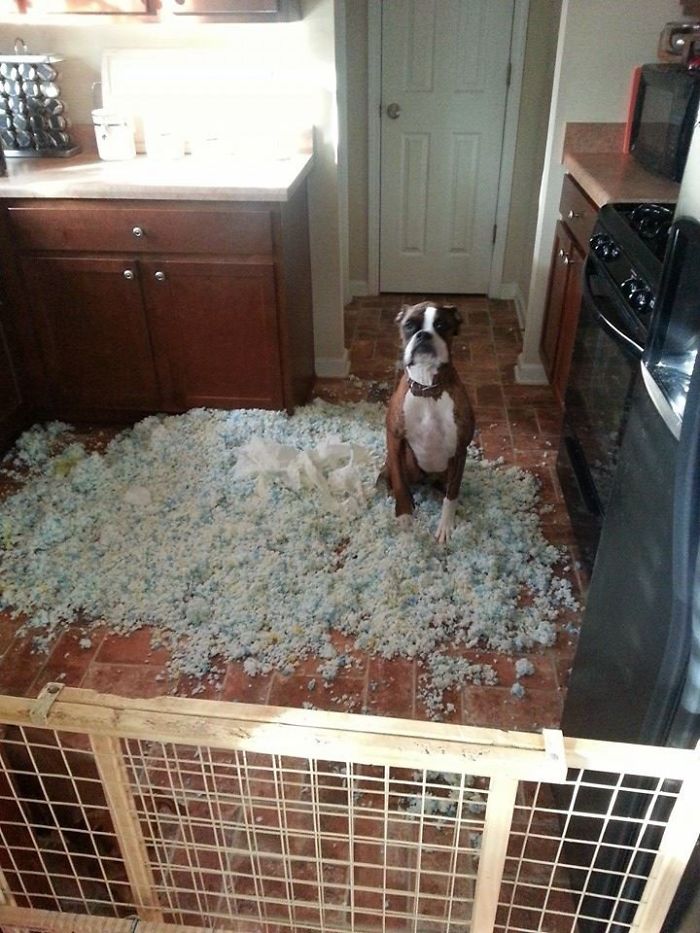 Boxer dog looking guilty in a kitchen surrounded by shredded stuffing, showcasing its adorable and quirky nature.