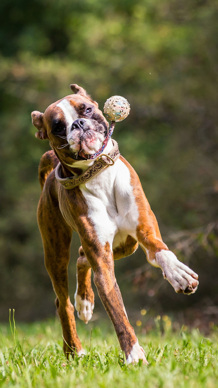 Boxer dog playfully jumps in the air, showing off its adorable and quirky nature.