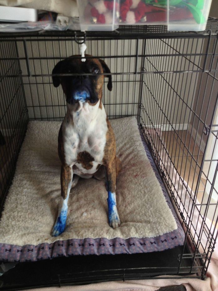 Boxer dog sitting in a crate with blue paint on its paws and mouth, looking adorably guilty.