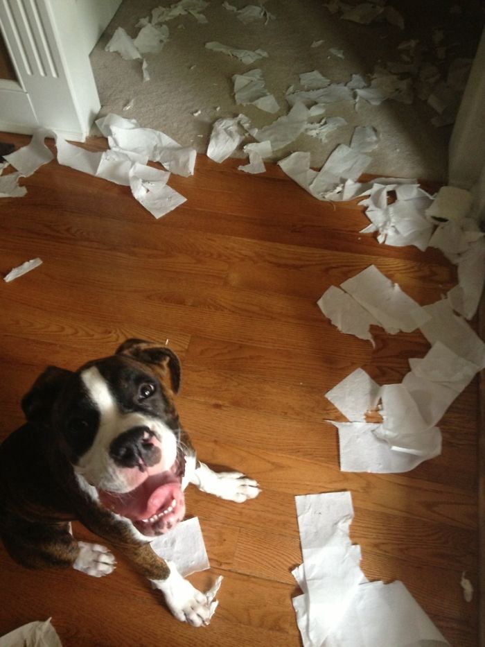 Boxer dog sitting on the floor, surrounded by shredded paper, looking up with a playful expression.