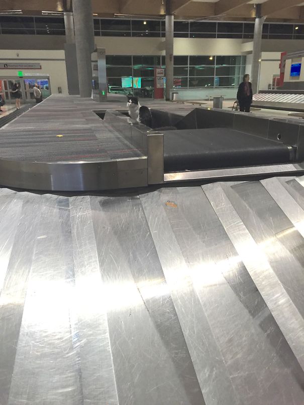 As I Was Waiting To Pick Up My Luggage From The Airport