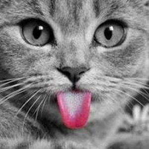 nedansjomaria avatar