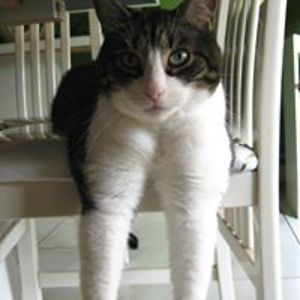 monsieur_moriarty_minier avatar